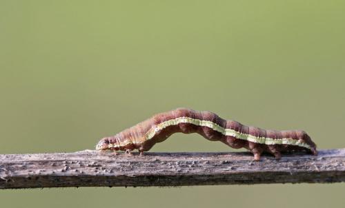 Réf. 188 857 : Acontia trabealis
